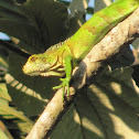 Green Iguana