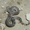 Boa Constrictor