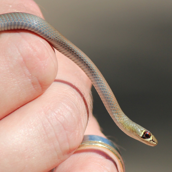 Baby Yellowfaced Whip Snake Project Noah
