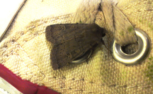Spotting Image 1