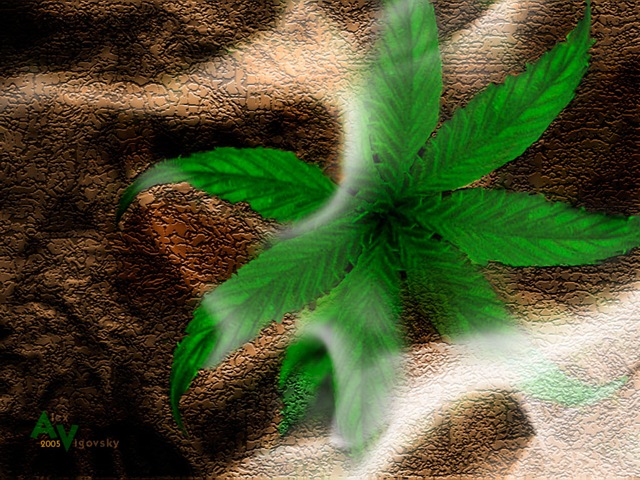 [Cannabis_by_Vigovsky[5].jpg]