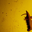 Geckos