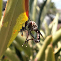 Hanger Robber fly