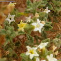 Heliotropum Arbainense
