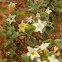Heliotropum Arbainense