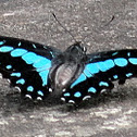 Common Jay