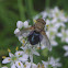 Tachinid Fly