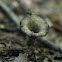 Black Trumpet Fungus