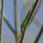 green lacewing