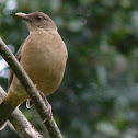 Clay-colored robin