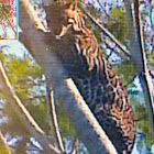 Ocelot