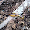 Flat-backed Millipedes