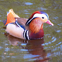Mandarin Duck