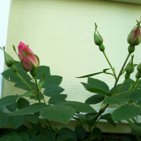 Wild rose Project Noah