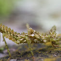 katydid nymph