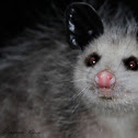 (Juvenile) North American Opossum
