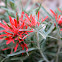 Indian Paintbrush