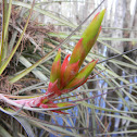 Air plant