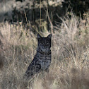 Bobcat