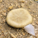 Sand Dollar