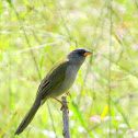 Great Pampa-Finch