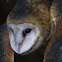 Barn Owl