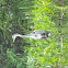 Heron