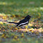 Oriental Magpie Robin