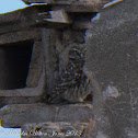 Little Owl; Mochuelo Común