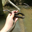 Queen Snake