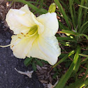 Day lily