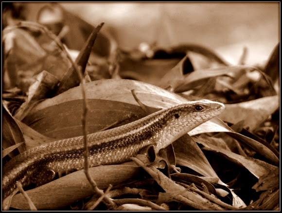 Spotting Image 1