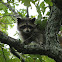 Raccoon