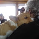 Corgi
