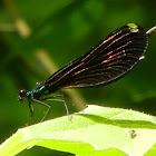 Ebony jewelwing