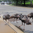 Wild turkey 
