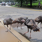 Wild turkey 