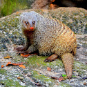 Common Dwarf Mongoose