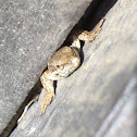 Viviparous lizard