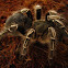 Tarantula zebra