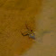 Gray's Stream Frog