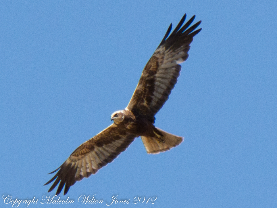 Marsh Harrier; Aguilucho Lagunero