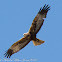 Marsh Harrier; Aguilucho Lagunero
