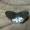 White Four-ring