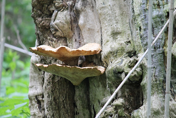 Spotting Image 1