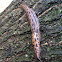 Slug
