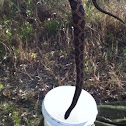 Texas Rat Snake