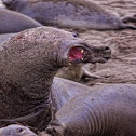 Elephant seal