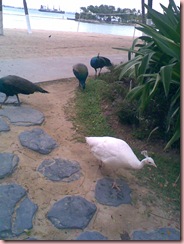 Image019