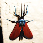 Spotted Oleander Caterpillar Moth